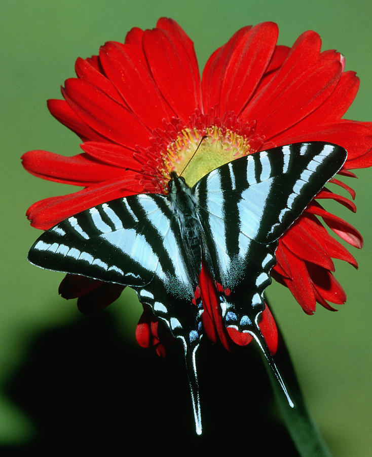 Nature Photograph - Zebra Swallowtail Butterfly #6 by Millard H Sharp