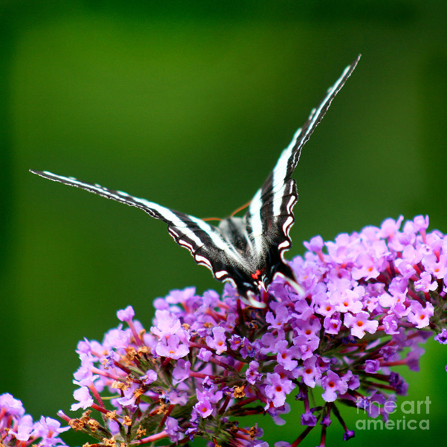 Butterfly Photograph - Zebra Swallowtail Butterfly Square #1 by Karen Adams