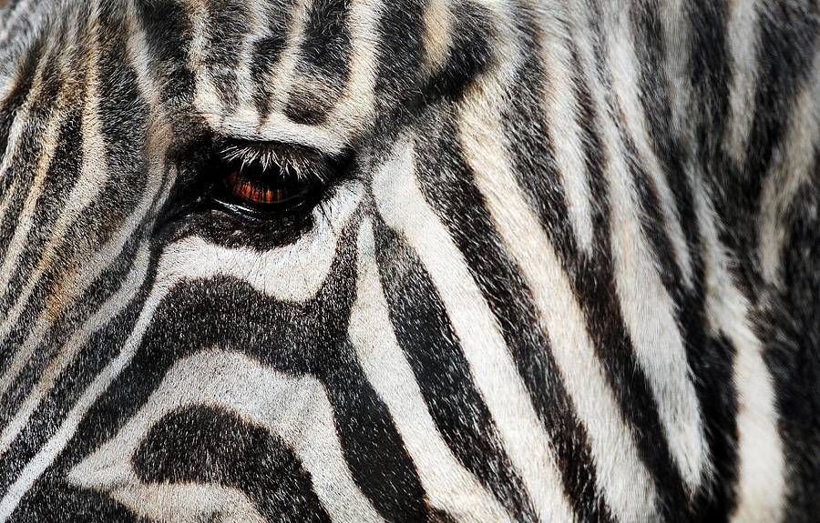 Abstract Photograph - Zebra  #1 by Thanh Nguyen