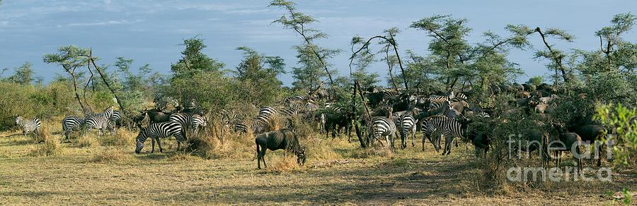 Zebras and Wildebeests #2 Photograph by Timothy Hacker