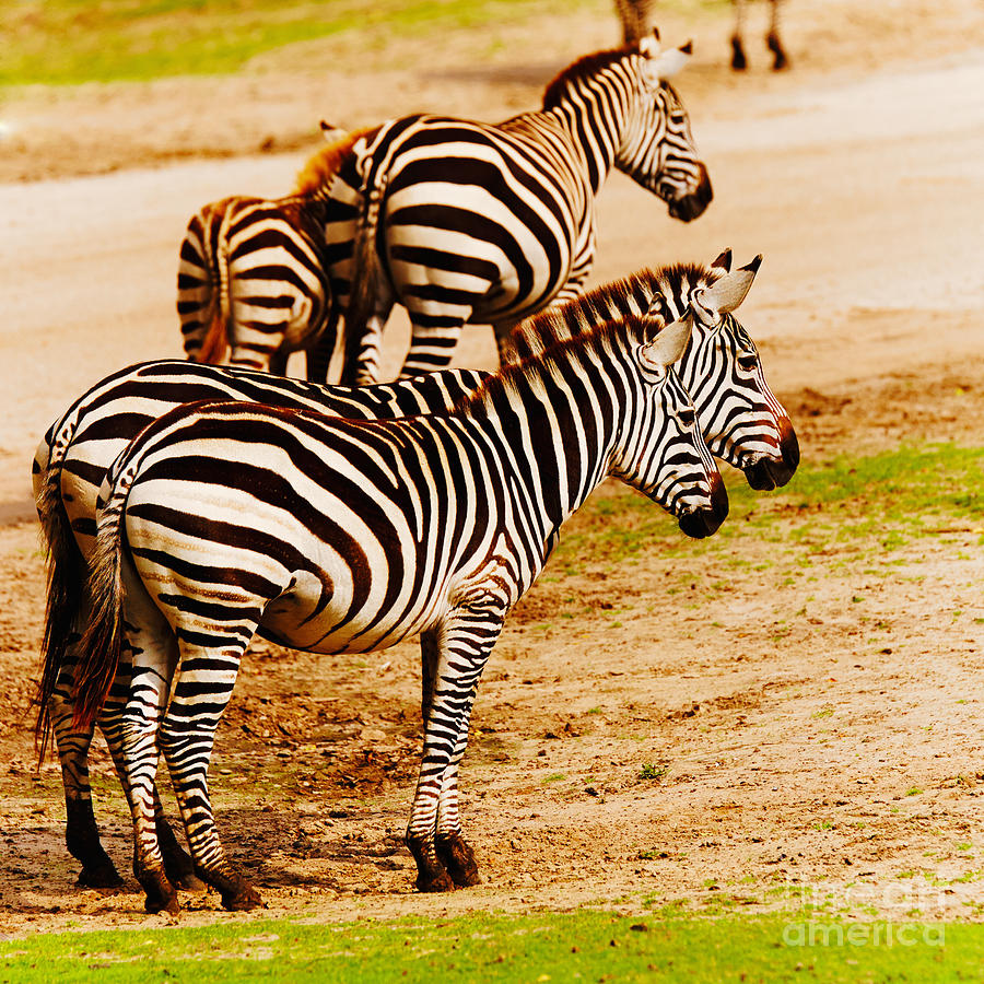 Zebras close together #1 Photograph by Nick  Biemans