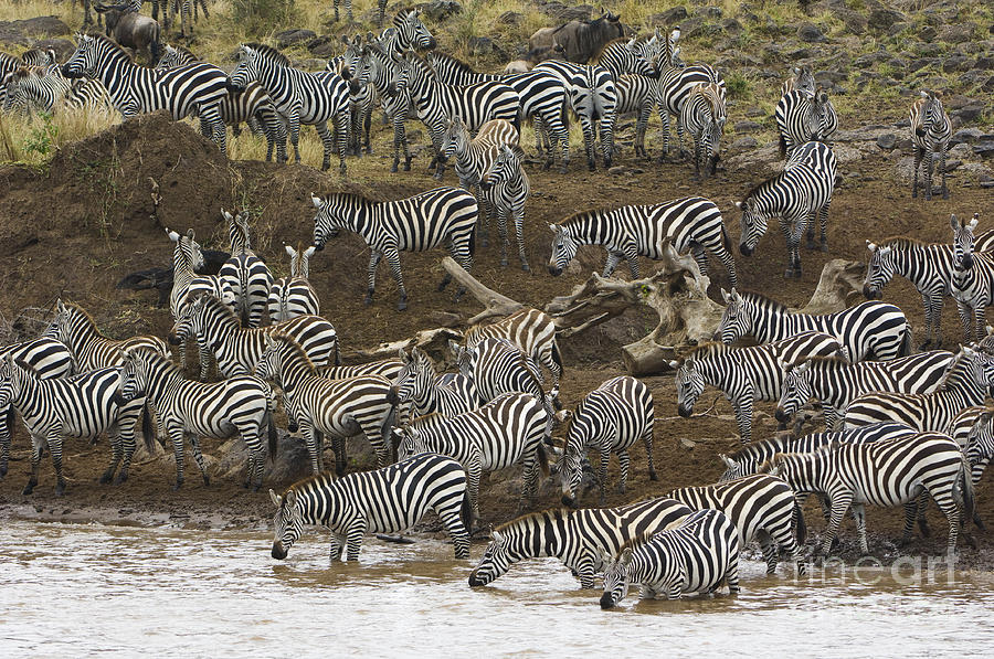 Zebras Crossing Mara River, Kenya #1 Photograph by John Shaw