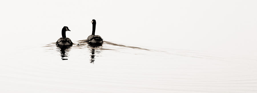 Zen Geese #1 Photograph by Bob Coates