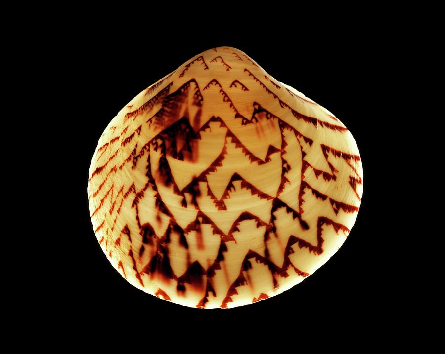 Nature Photograph - Zigzag Venus Clam Shell #1 by Gilles Mermet