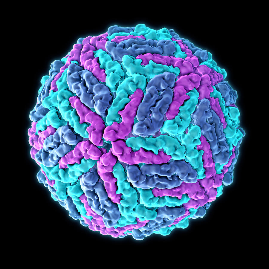 Zika Virus, Molecular Model #1 Photograph by Evan Oto