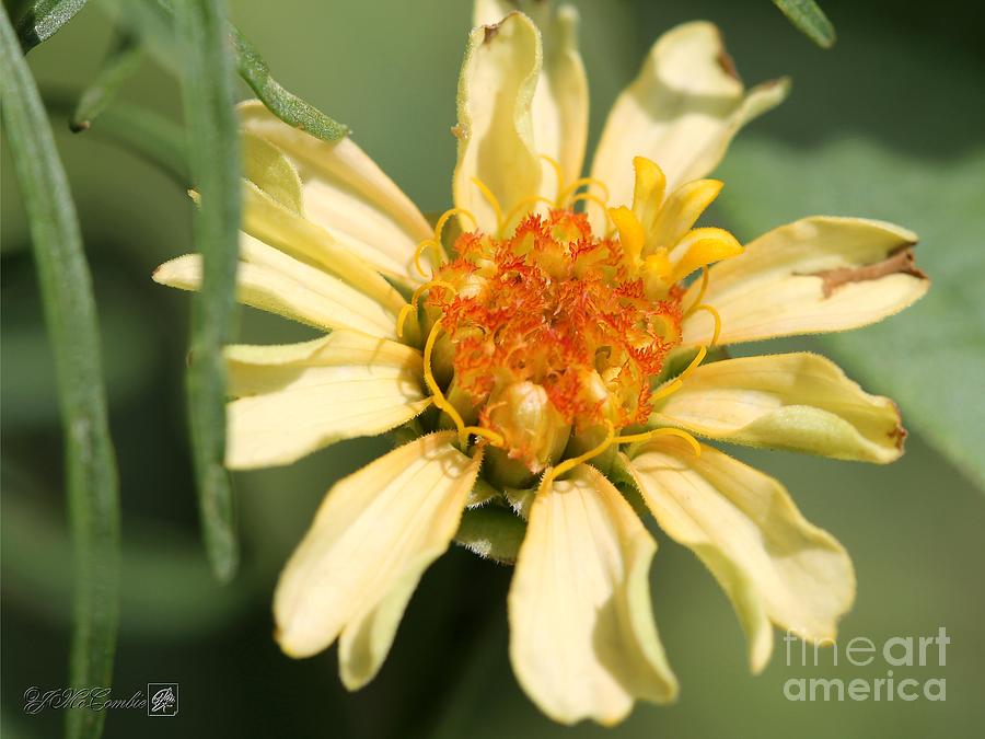 Flower Photograph - Zinnia from the Candy Mix #1 by J McCombie
