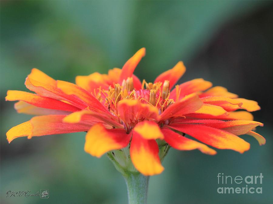Flower Photograph - Zinnia from the Whirligig Mix #1 by J McCombie