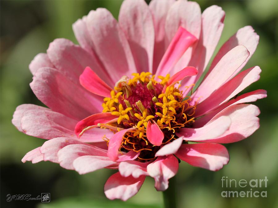 Flower Photograph - Zinnia from the Whirlygig Mix #1 by J McCombie