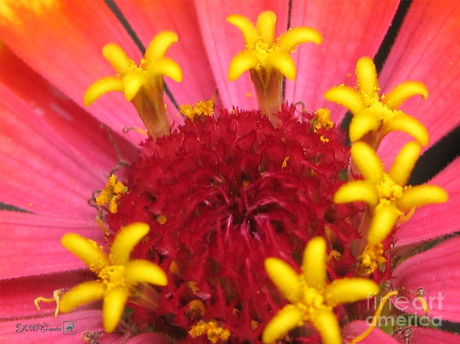 Flower Photograph - Zinnia named Swizzle Scarlet and Yellow #1 by J McCombie