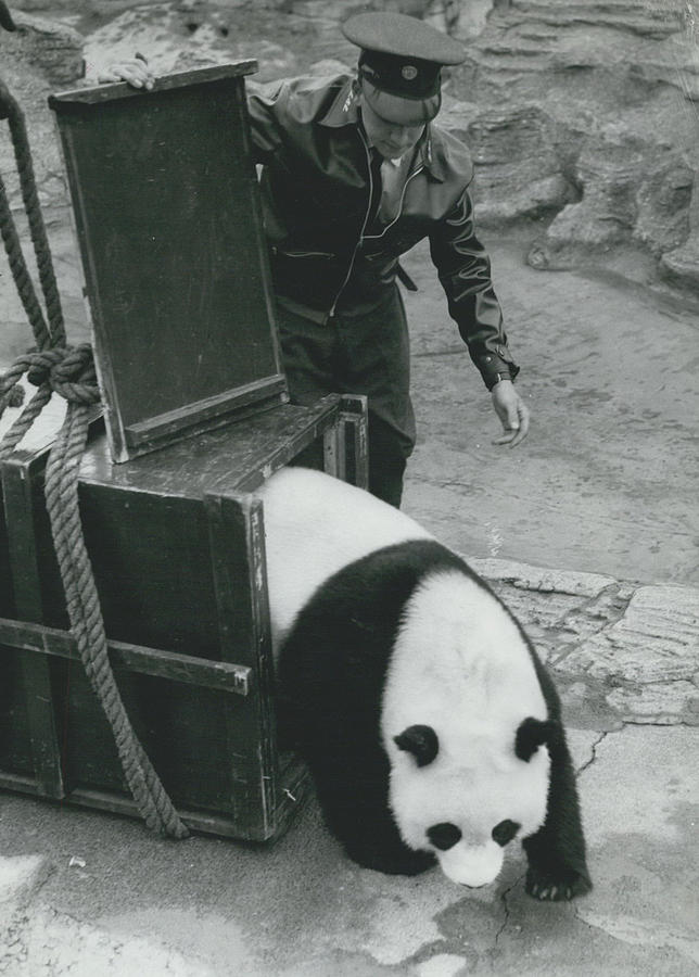 Zoos Giant Panda Moves To Her New Home #1 Photograph by Retro Images Archive