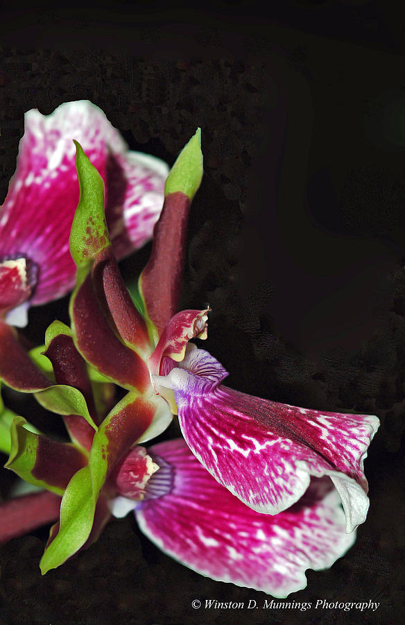 Zygopetalum Orchid #1 Photograph by Winston D Munnings
