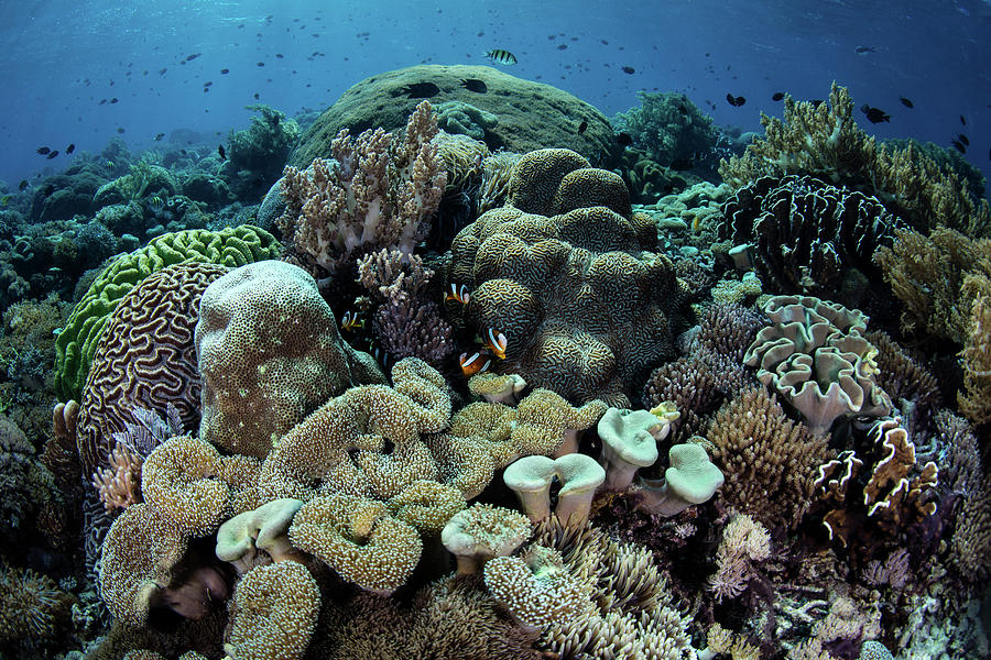 A Beautiful And Healthy Coral Reef Photograph by Ethan Daniels - Pixels