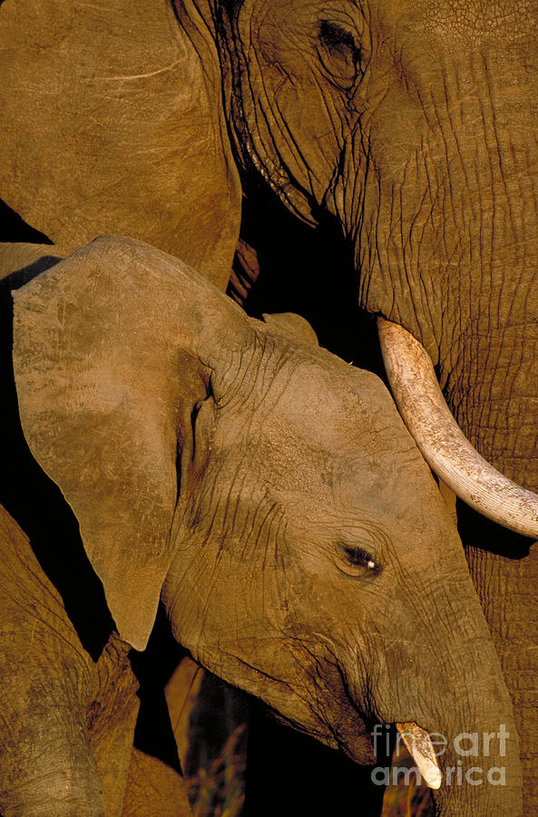 African Elephants #10 Photograph by Art Wolfe