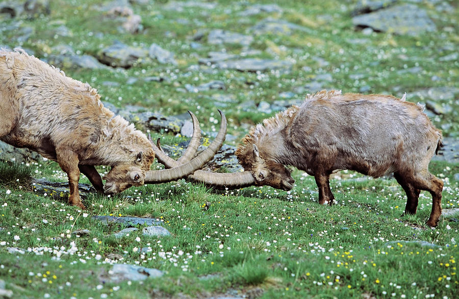 Gran Paradiso National Park Photograph - Alpine Ibex (capra Ibex #10 by Martin Zwick
