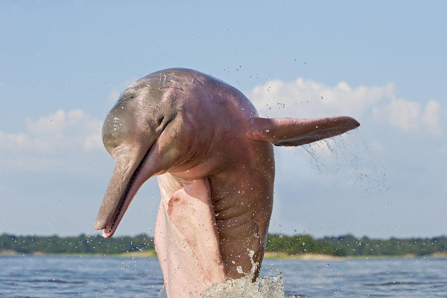 Amazon River Dolphin Photograph by M. Watson. 