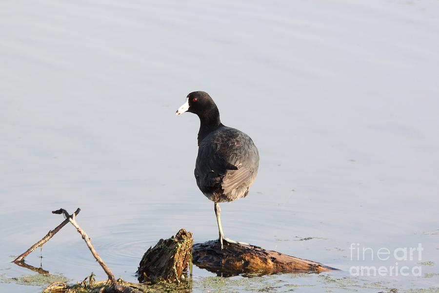 American Coot #10 Photograph by Jack R Brock