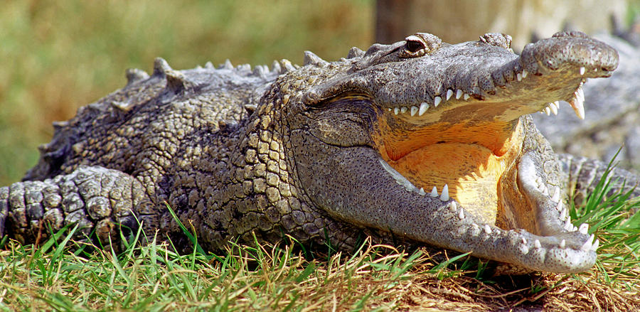 American Crocodile #10 Photograph by Millard H. Sharp