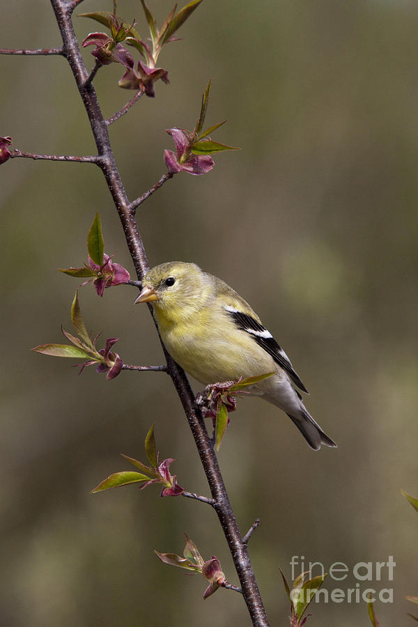 American Goldfinch #10 Photograph by Linda Freshwaters Arndt