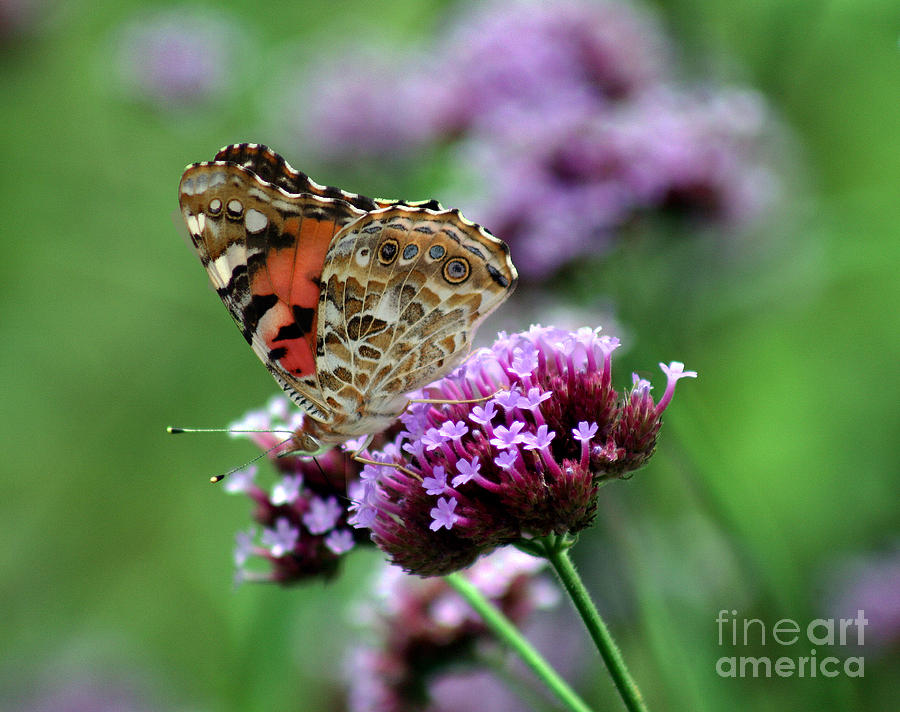 Butterfly Photograph - American Painted Lady Butterfly #10 by Karen Adams