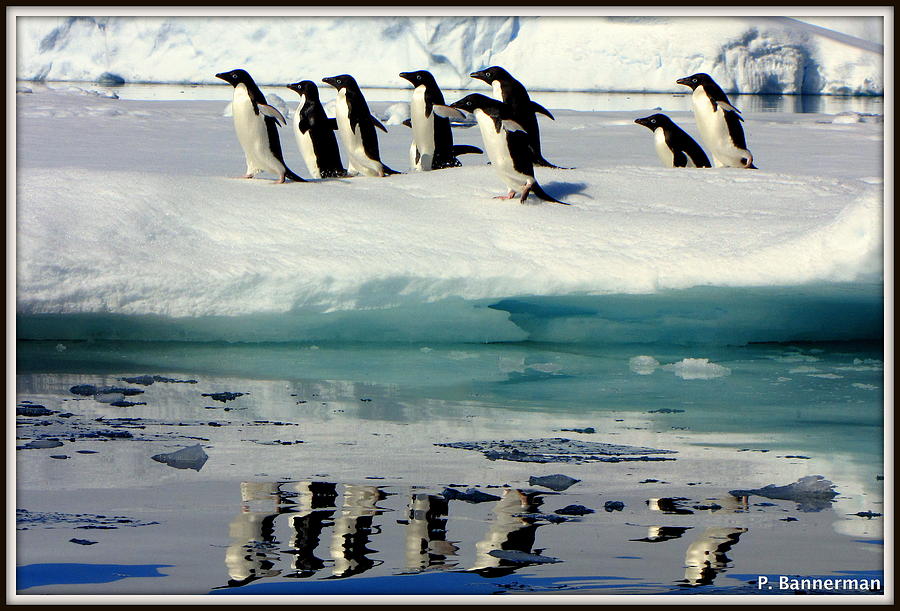 Antarctica #10 Photograph by Paul James Bannerman