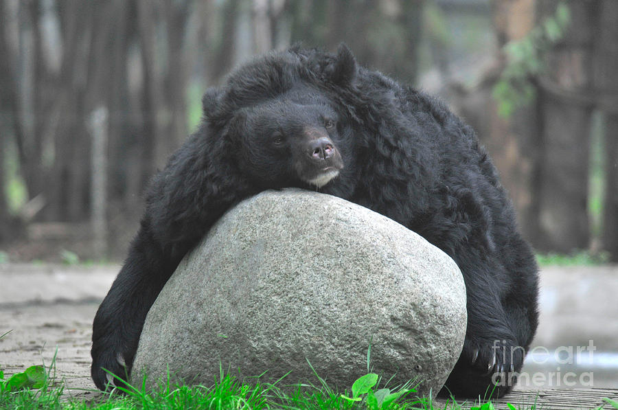Asian Black Bear #10 Photograph by Mark Newman