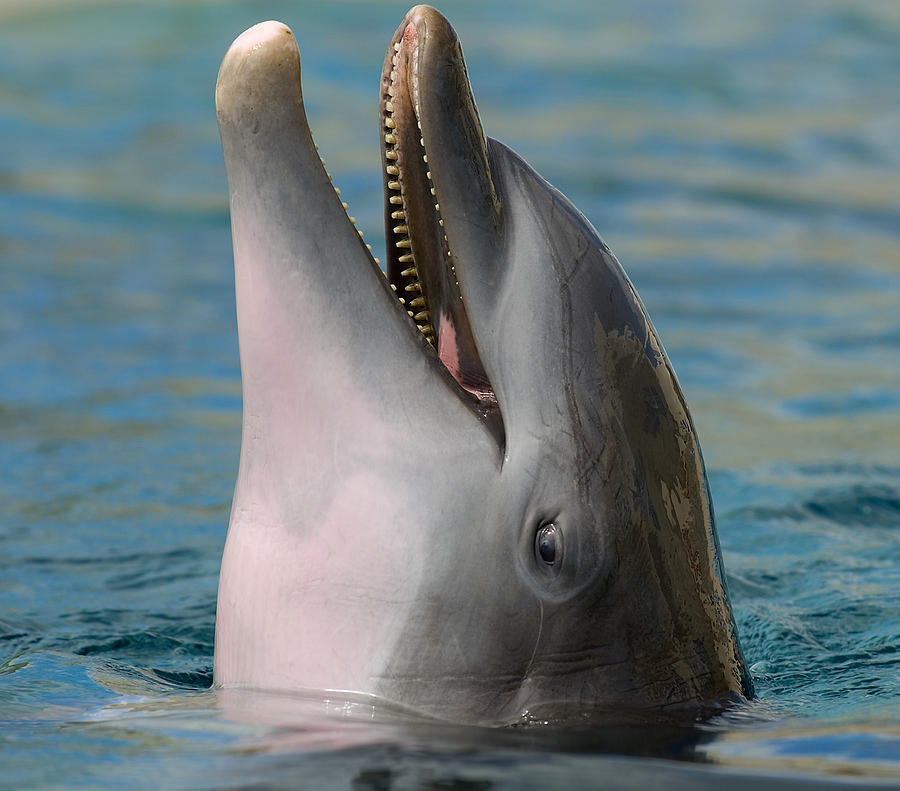 Atlantic Bottlenose Dolphin #10 Photograph by Millard H. Sharp
