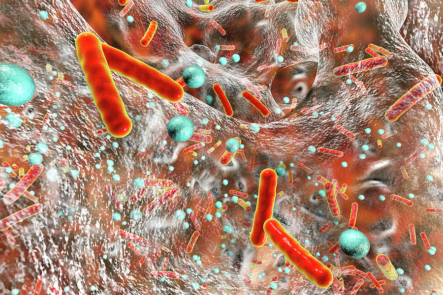 Bacteria In A Biofilm Photograph by Kateryna Kon/science Photo Library
