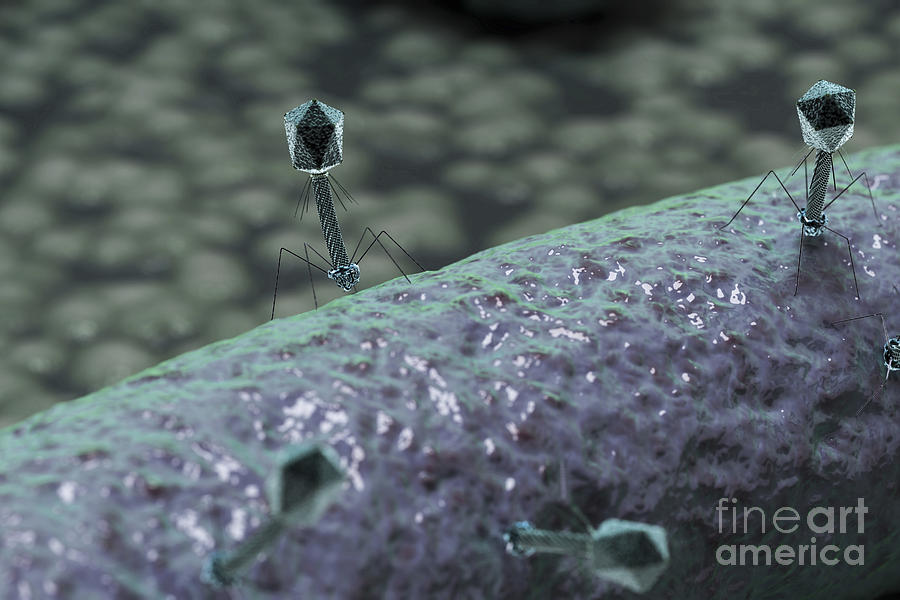 Bacteriophages #10 Photograph by Science Picture Co