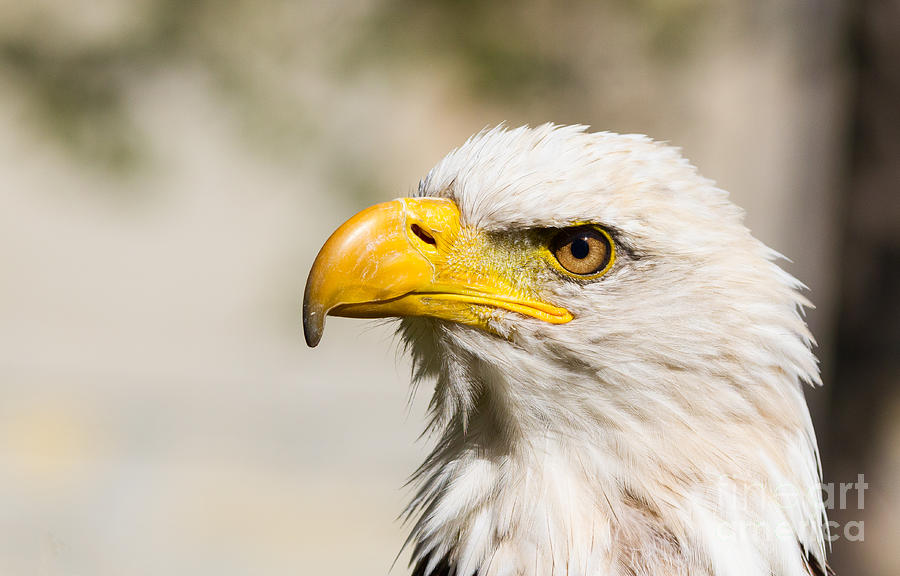 Bald Eagle #10 Photograph by Les Palenik
