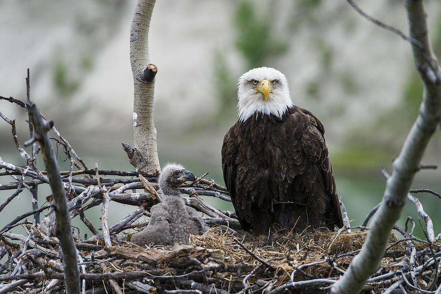 Bald Eagle Nesting #10 Photograph by Mark Newman
