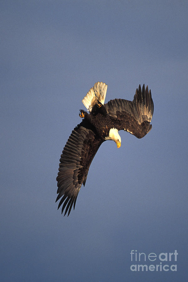 Bald Eagle #10 Photograph by Ron Sanford