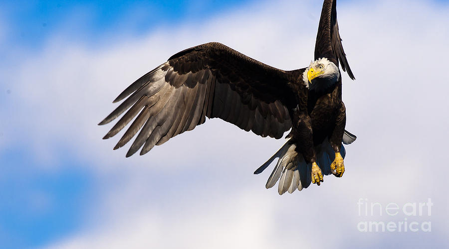 Wildlife Photograph - Bald Eagle #7 by Ursula Lawrence