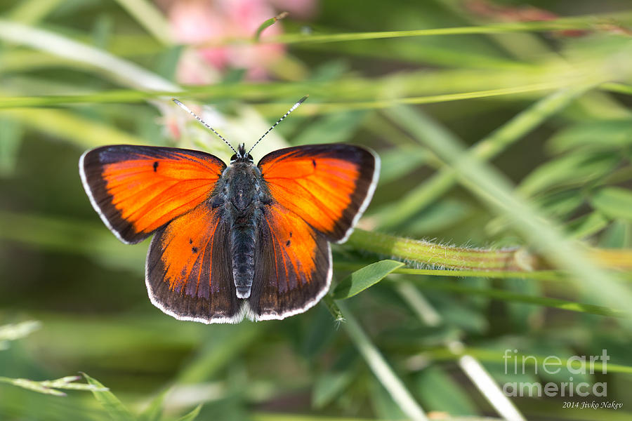 10 Balkan Copper Butterfly Photograph by Jivko Nakev