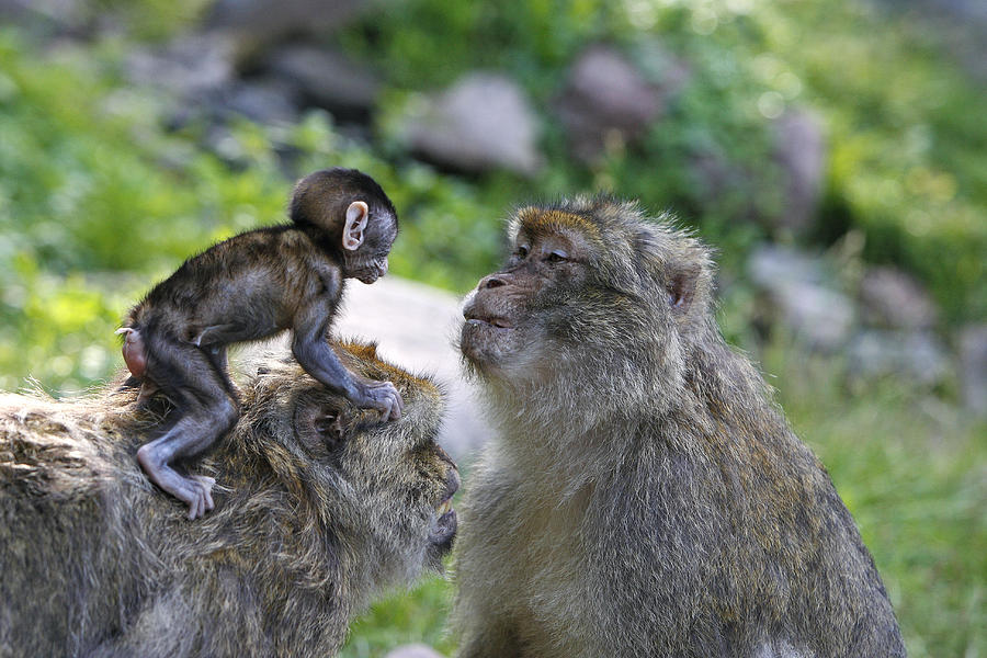 Barbary Macaques #10 Photograph by M. Watson