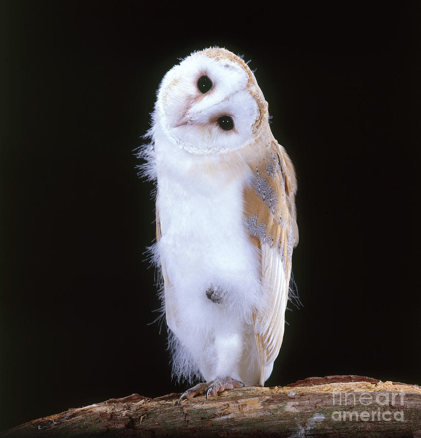 Animal Photograph - Barn Owl #2 by Hans Reinhard