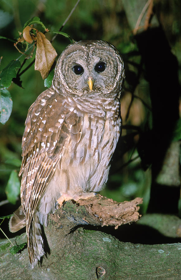 Barred Owl #10 Photograph by Millard H. Sharp
