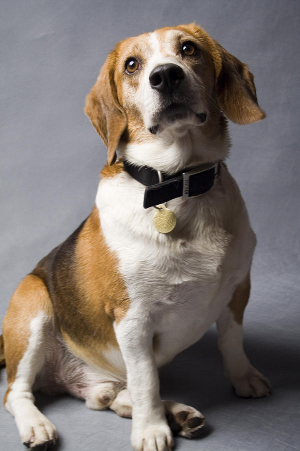 Beagle Photograph - Beagle #10 by Gary Marx