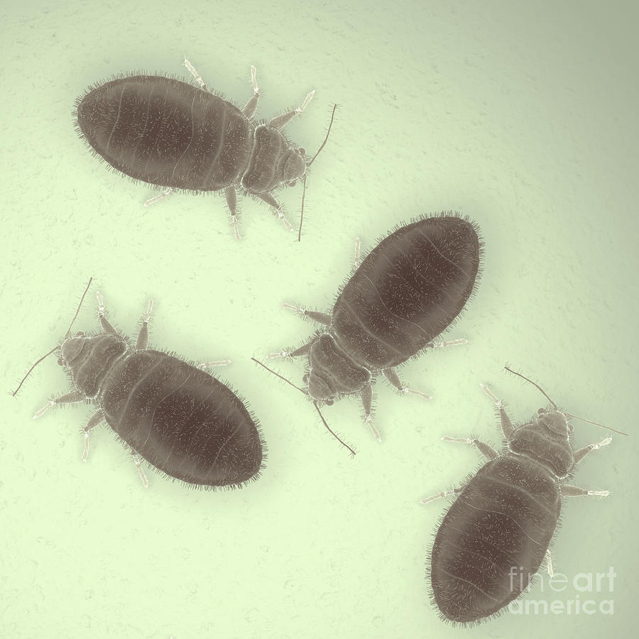 Bed Bugs Cimex Lectularius #10 Photograph by Science Picture Co