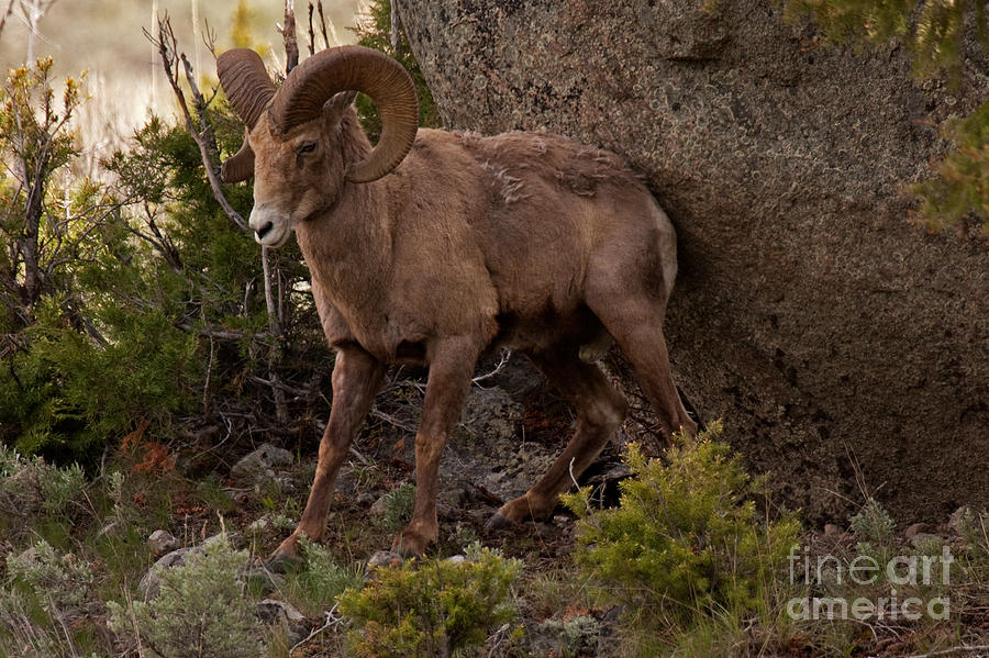 Big Horn Sheep Ram #10 Photograph by Fred Stearns