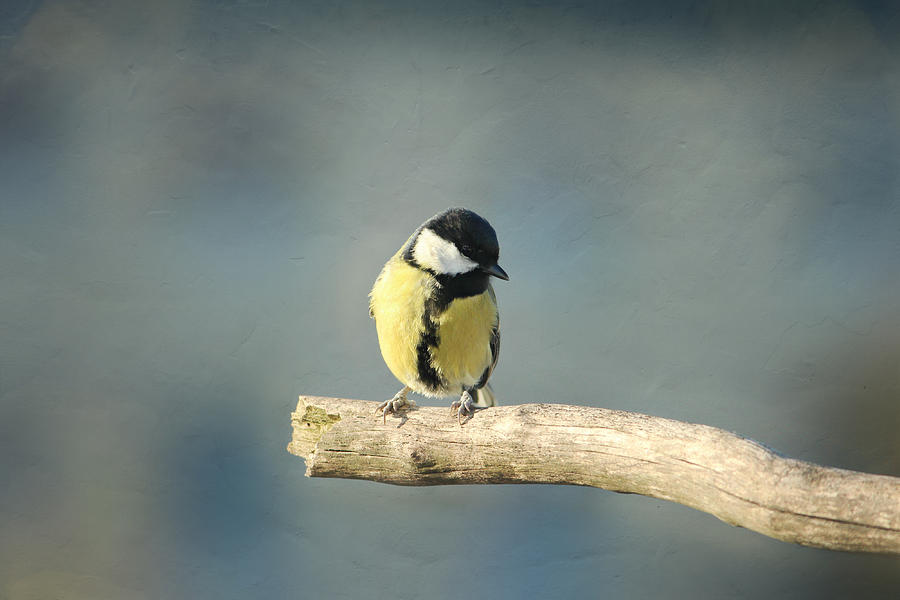 Bird Photograph - Bird #10 by Heike Hultsch