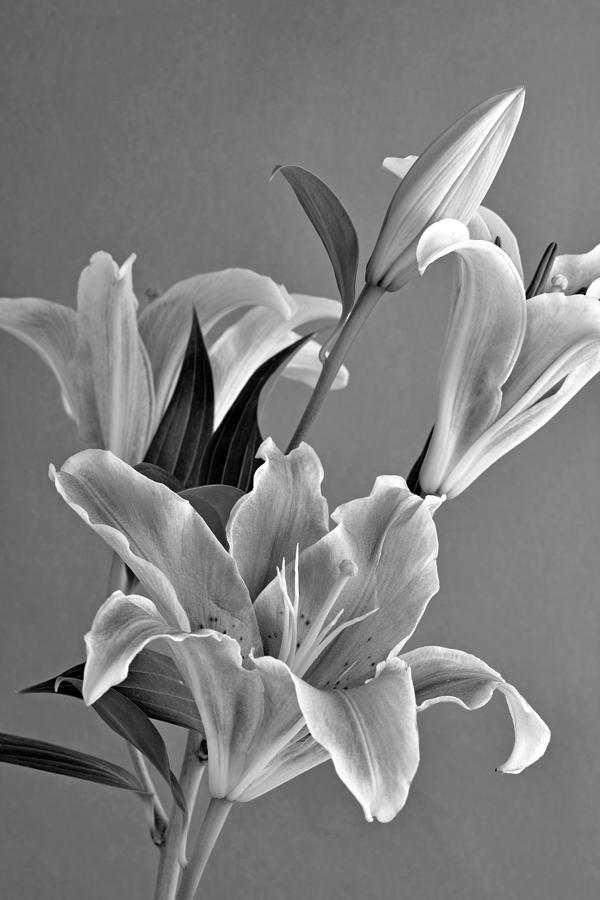 Still-life Photograph - Black and White beauty #6 by George Atsametakis