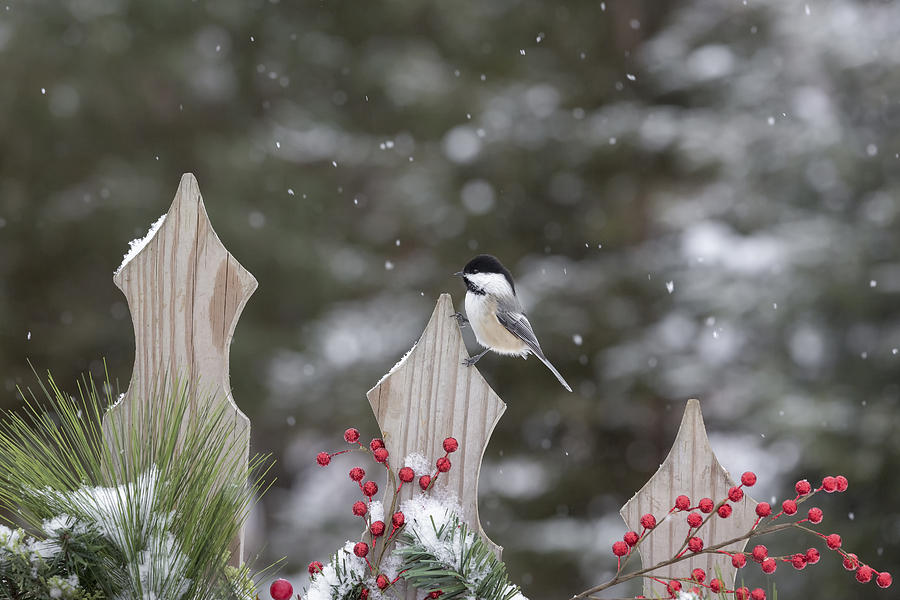 Black-capped Chickadee #10 Photograph by Linda Arndt