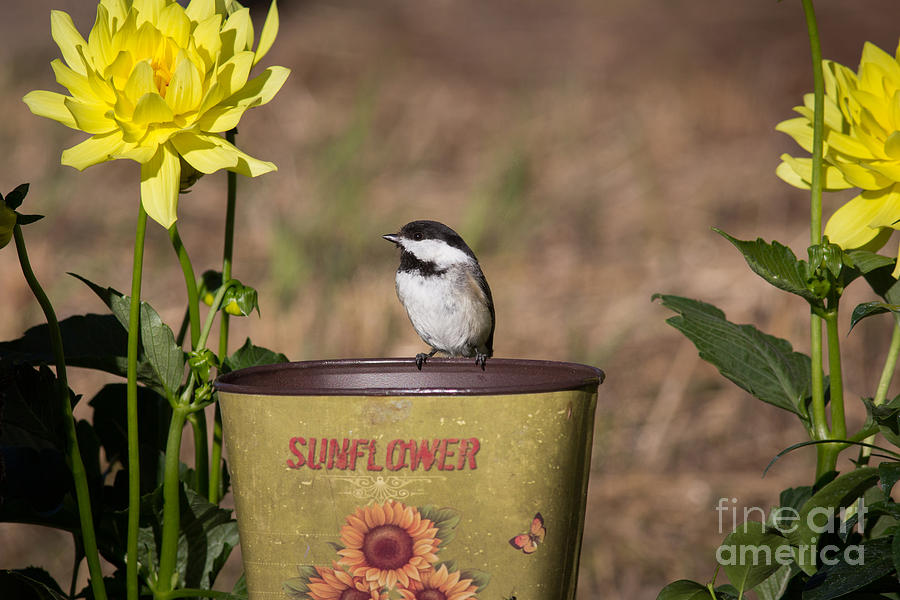Black-capped Chickadee Poecile #12 Photograph by Linda Freshwaters Arndt