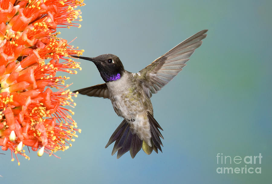 Black-chinned Hummingbird #10 Photograph by Anthony Mercieca