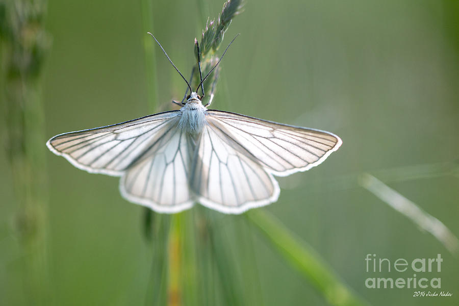 Black-veined Moth #10 Photograph by Jivko Nakev