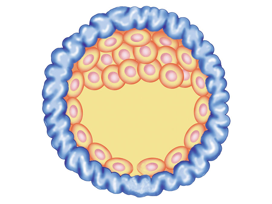 Blastocyst Formation Photograph By Asklepios Medical Atlas