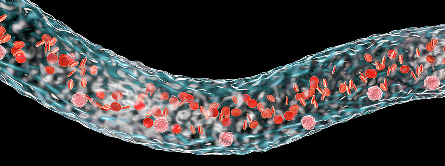 3 Dimensional Photograph - Blood Vessel With Blood Cells #10 by Kateryna Kon/science Photo Library