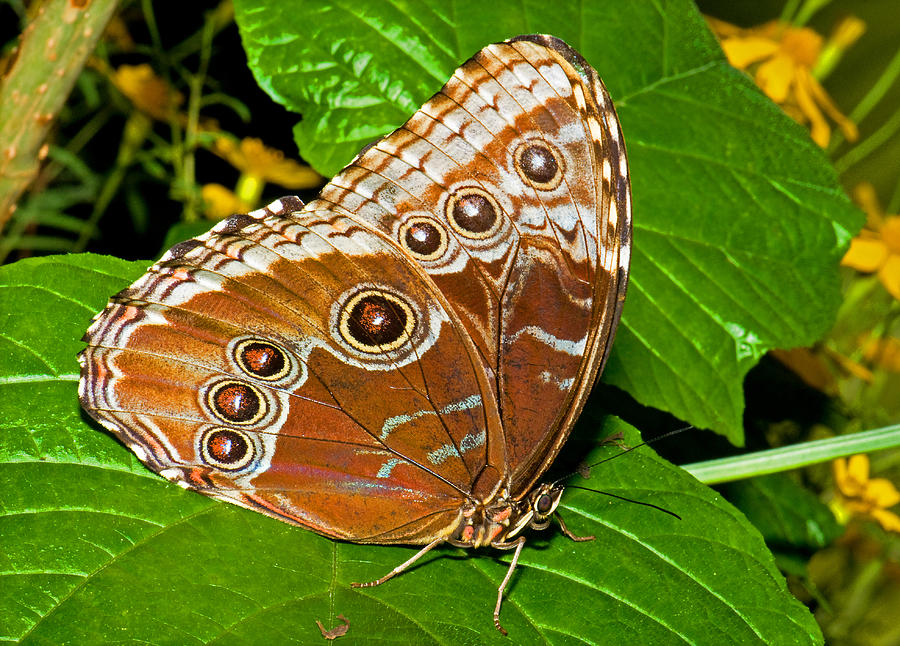 Blue Morpho Butterfly #10 Photograph by Millard H. Sharp
