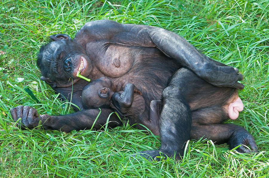 Nature Photograph - Bonobo Mother And Baby #10 by Millard H. Sharp