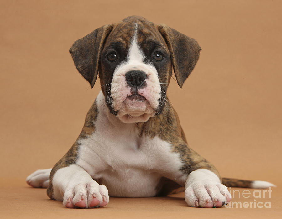 Boxer Puppy #2 Photograph by Mark Taylor